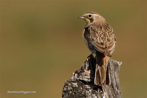 Don’t Laugh, The Google Photos App Might Just Be A Bird Watcher’s New ...