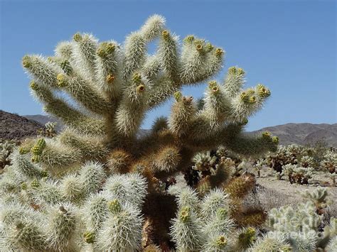 Cholla Cactus Photograph by Deborah Smolinske - Fine Art America