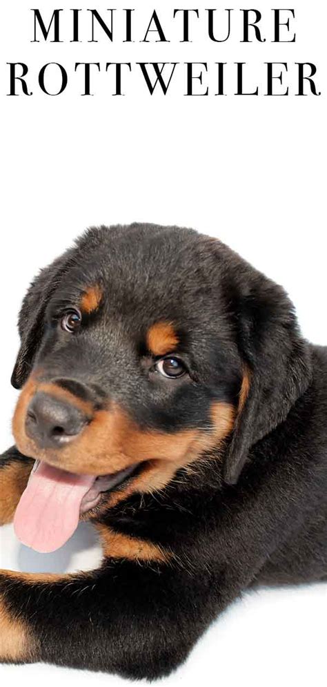 Miniature Rottweiler - The Happy Puppy Site