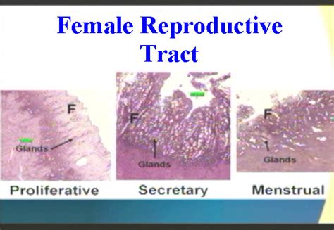 Histology: Female Reproductive Tract - Anatomy Guy