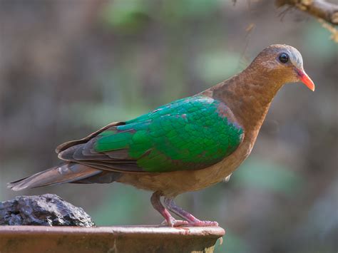 Asian Emerald Dove - eBird