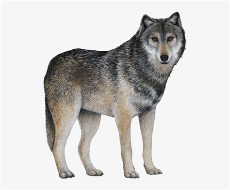 Gray Wolf With White Background - 600x600 PNG Download - PNGkit