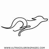 Italian Greyhound Coloring Pages For Kids  Free sketch template