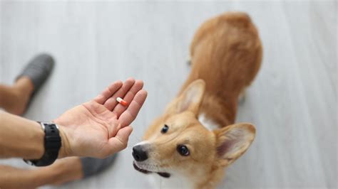 #DYK you can dispose of your veterinary medicines responsibly? - Animal Medicines Australia