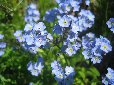 forget-me-nots | Alaska's state flower | Rebecca | Flickr