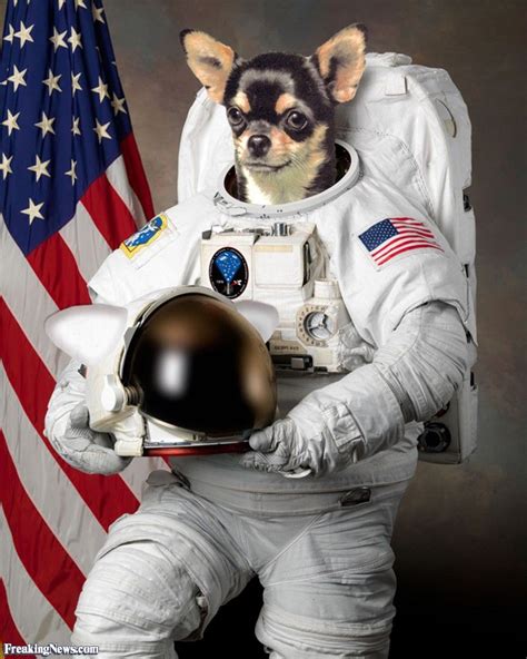 Dog Astronaut | Berg