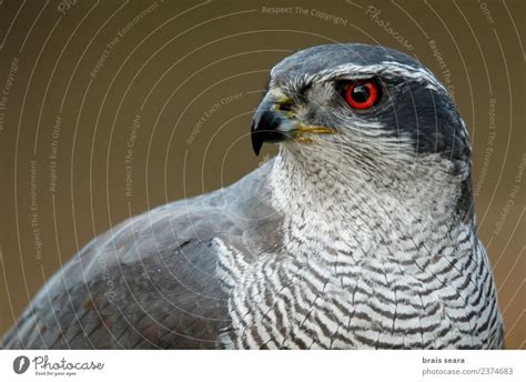 Northern Goshawk - a Royalty Free Stock Photo from Photocase