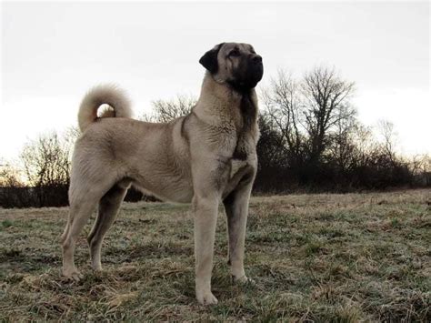 Kangal Shepherd Dog-Puppies for Sale – Jelena Dogshows