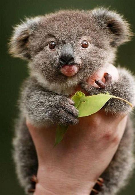 Adorableness Attack With Soft And Small Baby Koalas | Cute animals, Baby koala, Cute baby animals