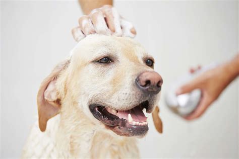 Dog in shower - Yuppy Puppy Pet Spa