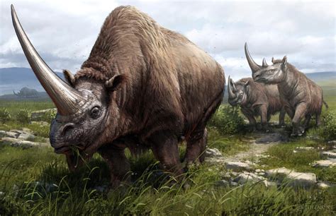 Ancient and Modern DNA Reveals Evolutionary History of Rhinoceros Family | Genetics | Sci-News.com