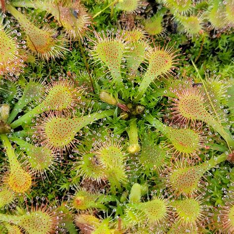 Drosera tokaiensis -Live carnivorous plant- | Rainbow Carnivorous Plants LLC