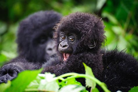 Mountain Gorilla Facts, Habitat, Diet, Life Cycle, Baby, Pictures