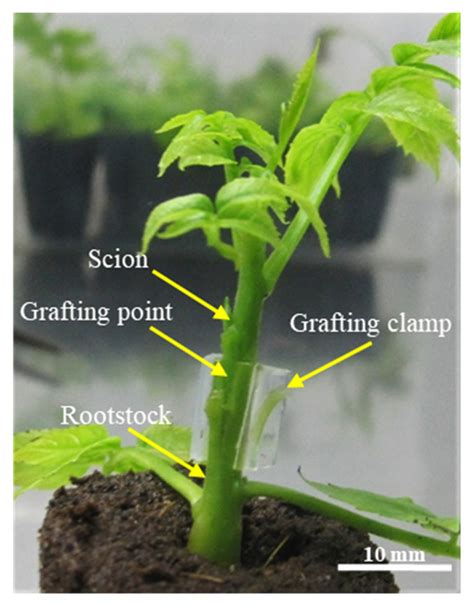 Agronomy | Free Full-Text | Ex Vitro Rooting and Simultaneous Micrografting of the Walnut Hybrid ...