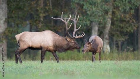 Bull Elk | Bull elk, Bull, Elk