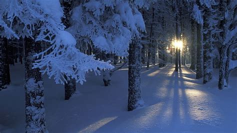 Snowy Forest At Sunrise, Arctic Forest HD wallpaper | Pxfuel