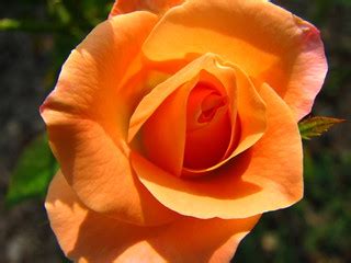 Orange Rose Bud | I love the blending of the colors. | Audrey | Flickr