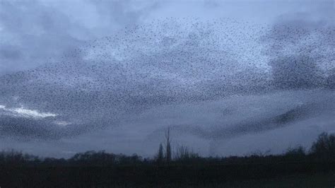 Stunning Bird Swarming Formation - YouTube