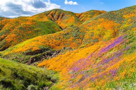 Rare California Super Bloom Ignites the Hills in Vibrant Orange Poppies