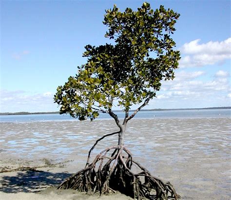 mangrove tree png - Google zoeken | Adventure Island | Pinterest | Trees, Baby and Search