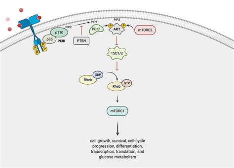 Pi3k Akt Signaling Pathway Diagram | Porn Sex Picture