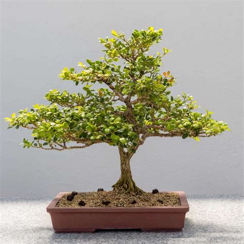 Japanese Kingsville Boxwood Bonsai Tree Care Guide (Buxus microphylla ...