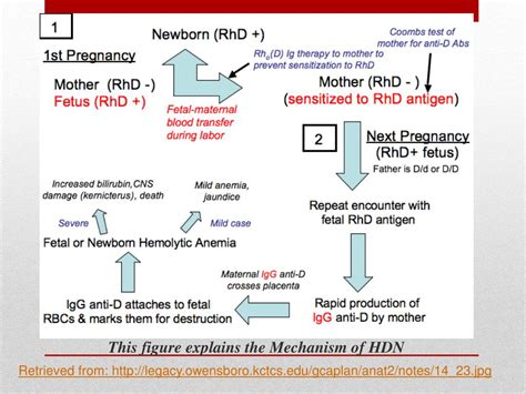 Rh Sensitization During Pregnancy: Causes, Symptoms, and Prevention