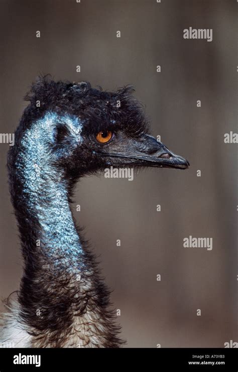 Emus, flightless birds native to Australia Stock Photo - Alamy