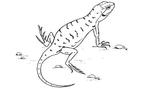 Lizard Outline Drawing at PaintingValley.com | Explore collection of Lizard Outline Drawing