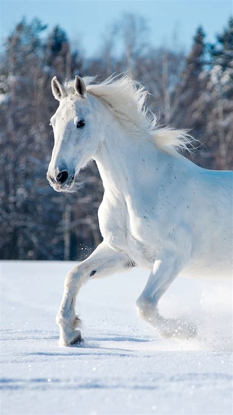 A White Horse Running Through The Snow, running horse mobile HD phone ...