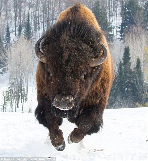 Charge! The heart-stopping moment an angry bison decided to assert its dominance and hurtle ...