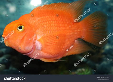 Big Orange Fish Aquarium Stock Photo 1405257665 | Shutterstock