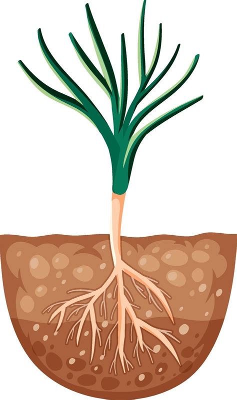 Growing plant with roots in soil 2732388 Vector Art at Vecteezy