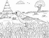 Robin In Nest Coloring Page  ColoringBay sketch template