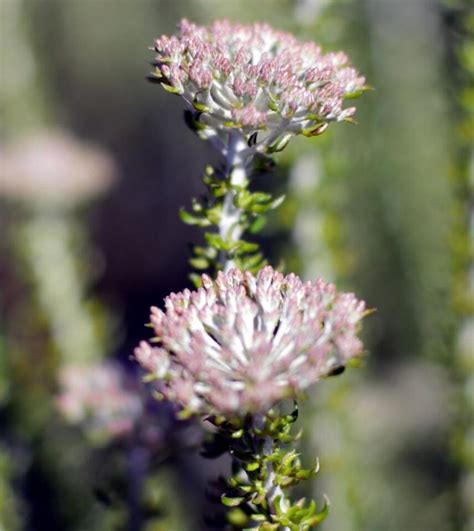 ANAPIX: UWC Cape Flats Nature Reserve (Feature) | African News Agency