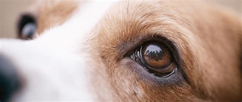 Corneal Ulcers: A Pet Owner’s Guide for Treatment Success | Today's ...