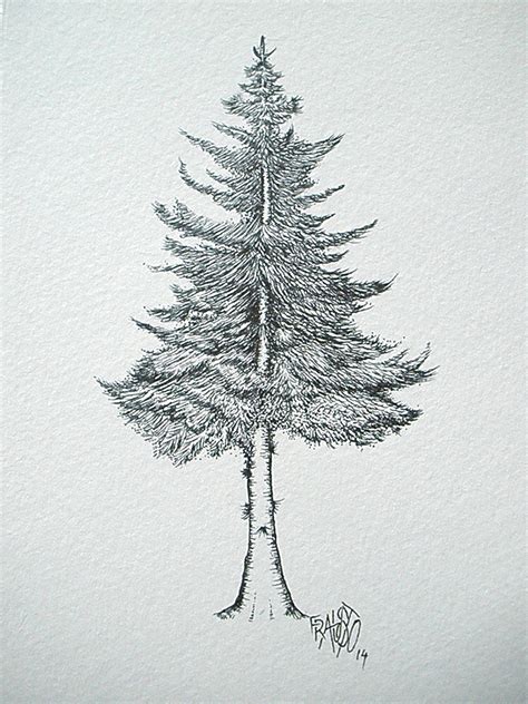 Pine Tree Drawing Easy Step By Step - Street Photography