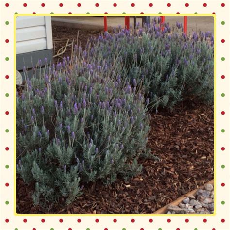 Lavender bushes growing