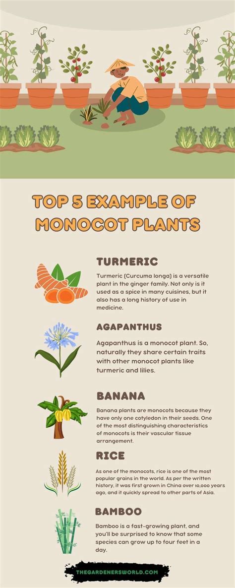 A Comprehensive List Of Monocot Plants For Tree Lovers (With Pictures) - The Gardeners World