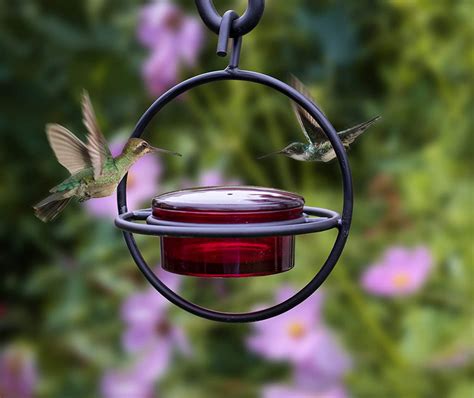 Red Glass Hummingbird Feeder with Perch - Easy to Clean & Best for Nec – We Love Hummingbirds