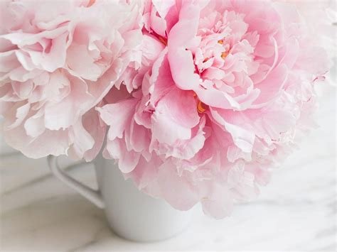 Pink Peony Wallpapers - Top Free Pink Peony Backgrounds - WallpaperAccess