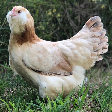 Shank Color of Wheaten Ameraucana Varieties Resources