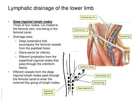 Anatomy of the lymphatic system