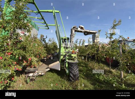 modern apple harvest with a harvesting machine on a plantation with fruit trees Stock Photo - Alamy