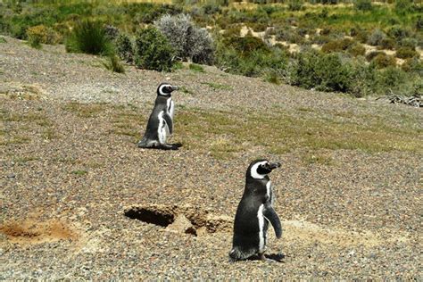 3 Best Places to See Peninsula Valdes Orcas and Other Patagonian Wildlife