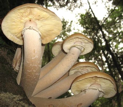 Humongous Fungus: The Largest Living Thing on Earth - Owlcation