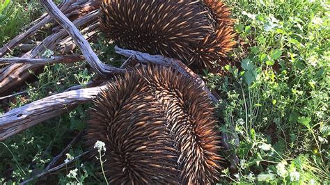 Echidna trains trundle through the bush as part of mating season - ABC News