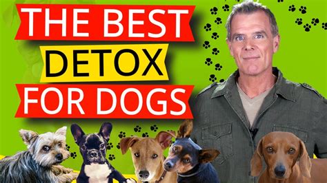 How To Detox Your Dog (5 Proven Natural Remedies) - YouTube