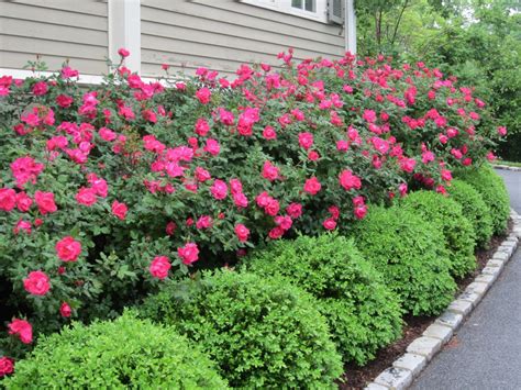 Flower Beds In Front Of House 111 - Decoratoo | Boxwood landscaping, Front yard landscaping ...