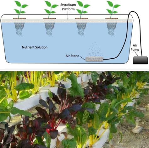 Water Culture Hydroponic System Setup Guide | Gardening Tips